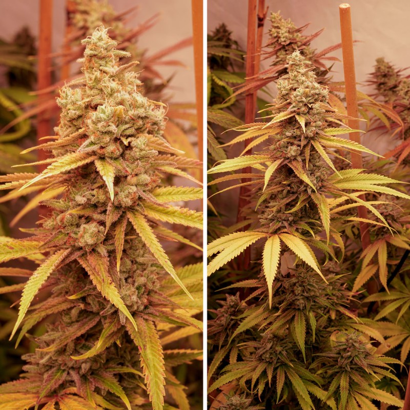 Pink Banana Runtz Ltd Edition - feminiserede skunkfrø | Dutch Passion - Billede 2