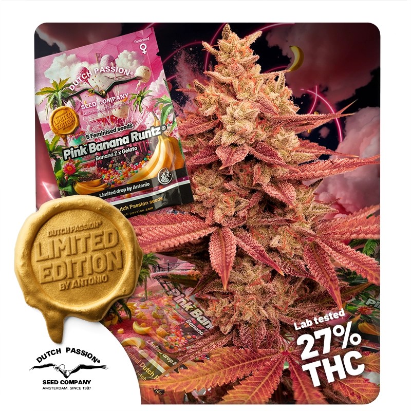 Pink Banana Runtz Ltd Edition - feminiserede skunkfrø | Dutch Passion