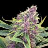 Purple Kush | Feminiserede skunkfrø - Kannabia Seeds