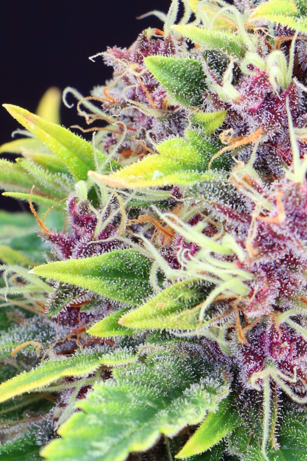 Purple Kush | Feminiserede skunkfrø - Kannabia Seeds - Billede 2