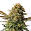Russian Doll | Feminiserede skunkfrø - Kannabia Seeds