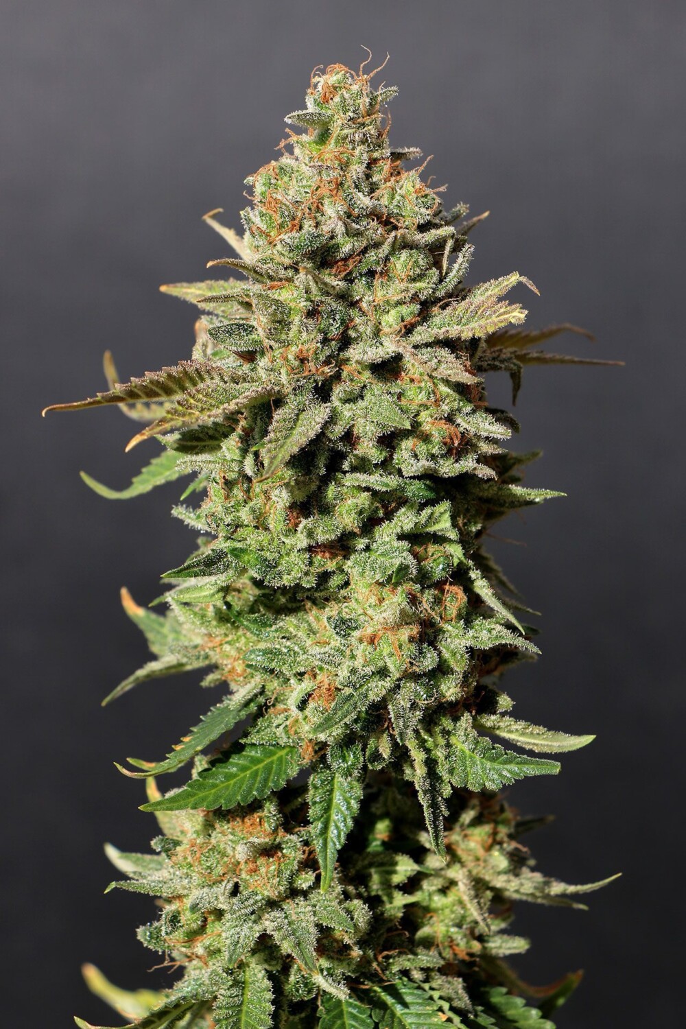 Russian Doll | Feminiserede skunkfrø - Kannabia Seeds - Billede 2