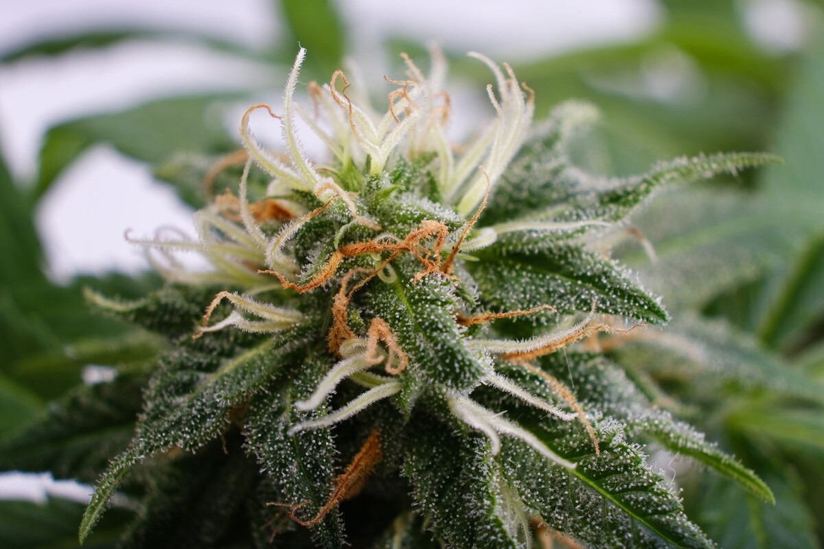 Silver Widow | Feminiserede skunkfrø - Kannabia Seeds - Billede 2