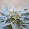 Skunk +| Feminiserede skunkfrø - Kannabia Seeds