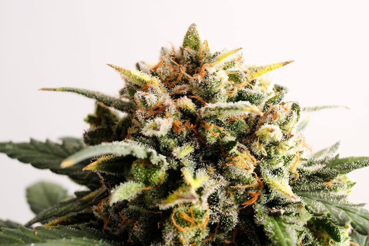 Speedy Boom | Autoblomstrende skunkfrø - Kannabia Seeds - Billede 2