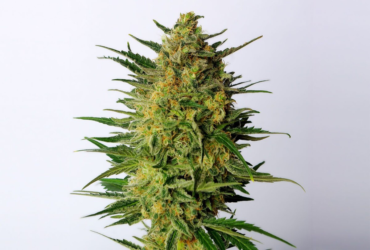 Super AK | Feminiserede skunkfrø - Kannabia Seeds