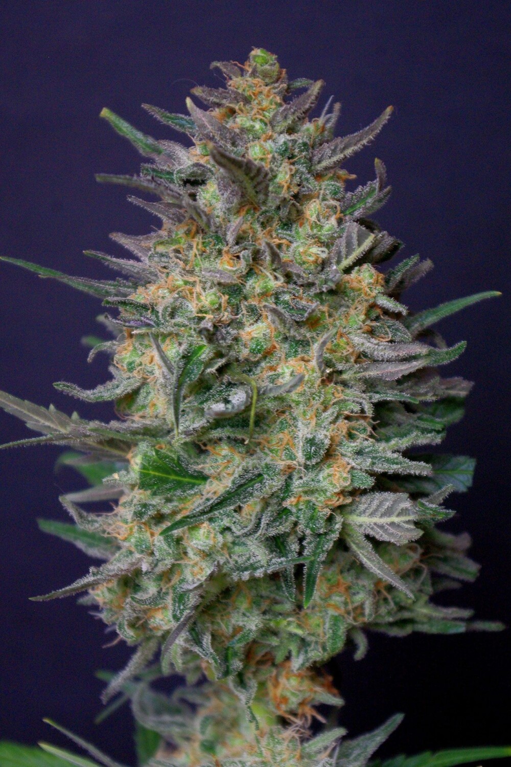 Super AK | Feminiserede skunkfrø - Kannabia Seeds - Billede 2