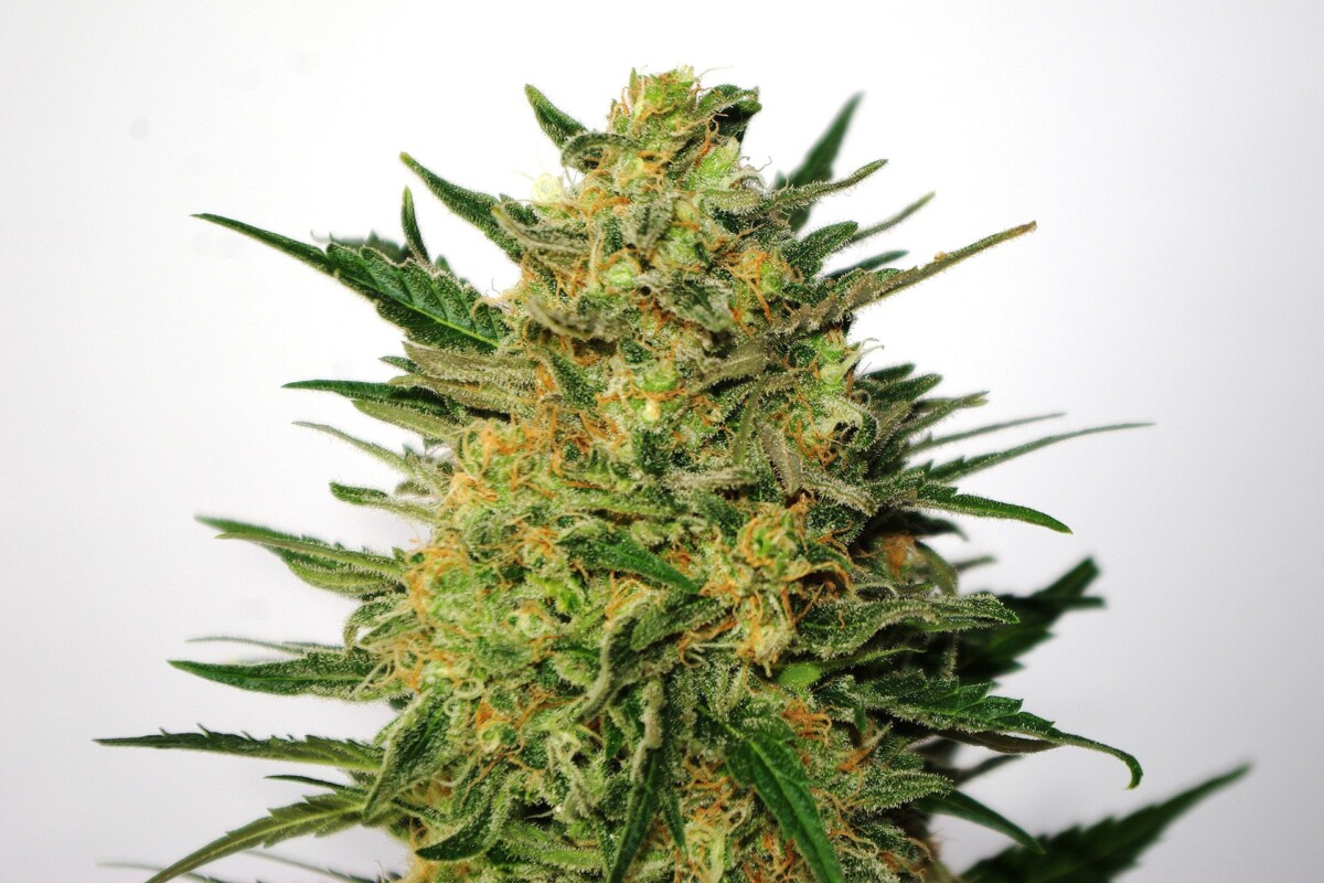 Super AK | Feminiserede skunkfrø - Kannabia Seeds - Billede 3