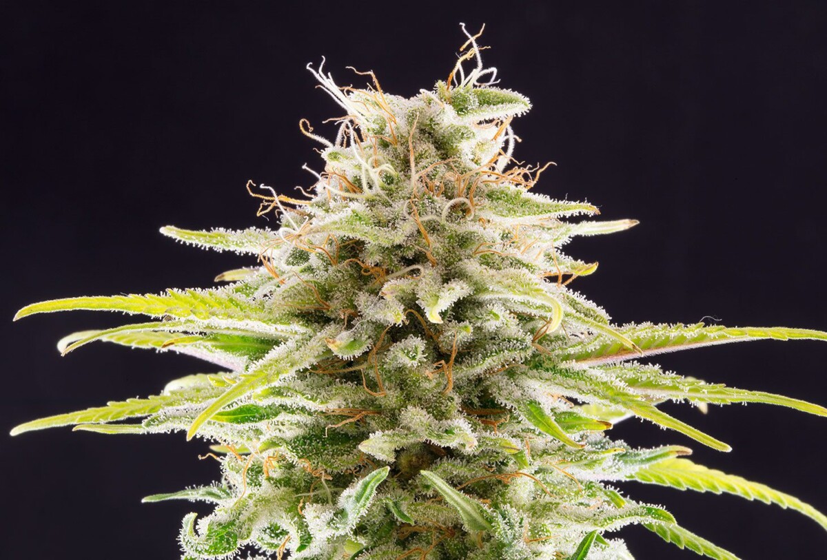 Super OG Kush | Feminiserede skunkfrø - Kannabia Seeds