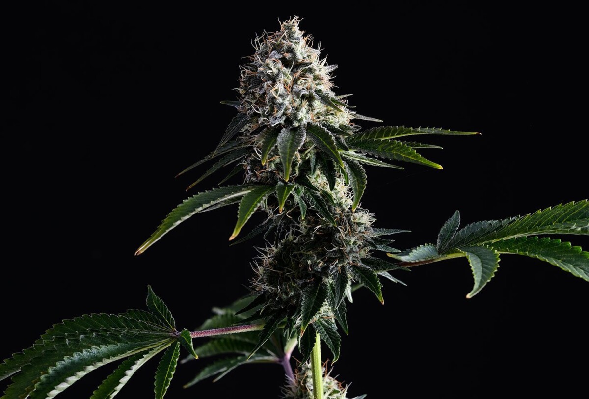 Swiss Dream CBD | Feminiserede CBD skunkfrø - Kannabia Seeds