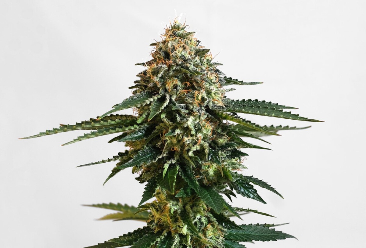 THCV | Feminiserede skunkfrø - Kannabia Seeds