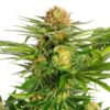 White Domina | Feminiserede skunkfrø - Kannabia Seeds
